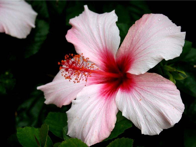 台倾鳷鹊观,宫没凤凰楼出处意思赏析