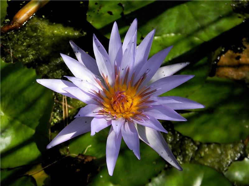 《立秋日曲江忆元九》古诗赏析-白居易古诗