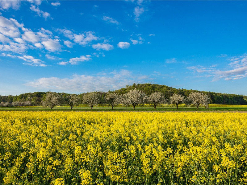 携盘独出月荒凉,渭城已远波声小出处意思赏析
