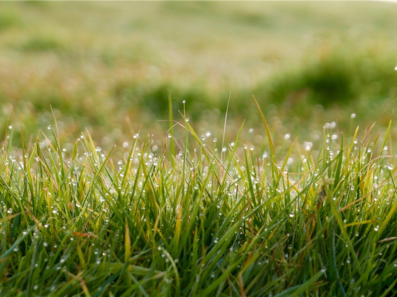 逸气假毫翰,清风在竹林出处意思赏析