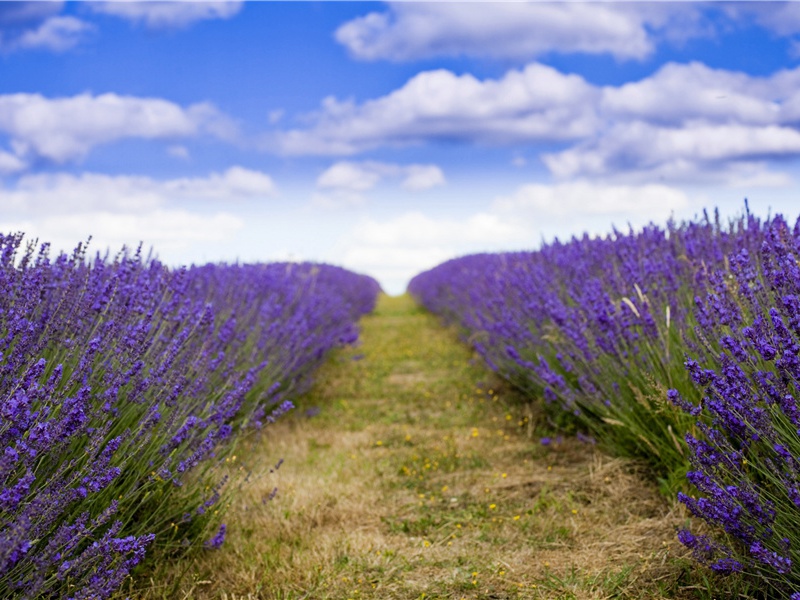 黄昏胡骑尘满城,欲往城南望城北的意思出处赏析