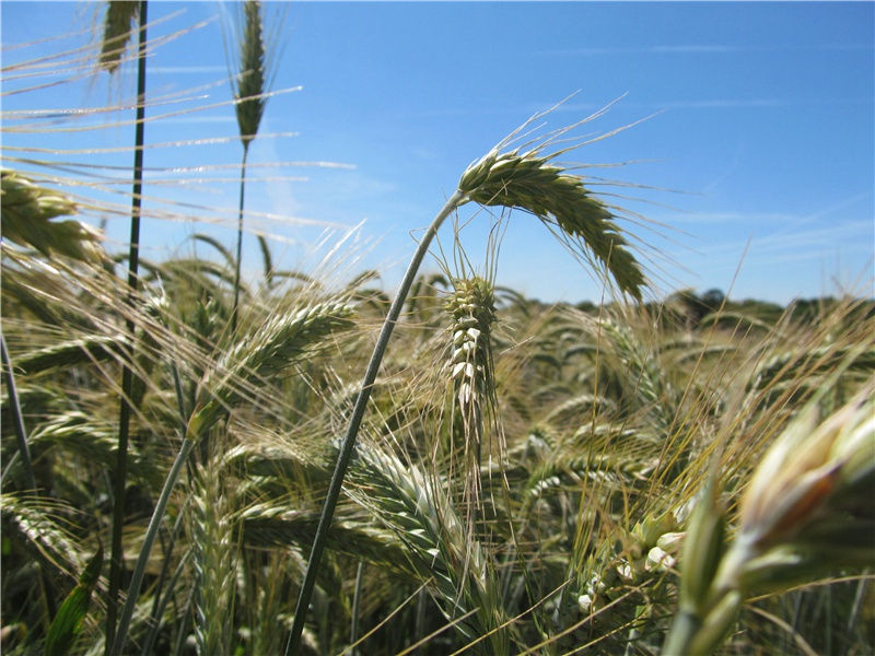 一晌凭栏人不见,鲛绡掩泪思量遍出处意思赏析