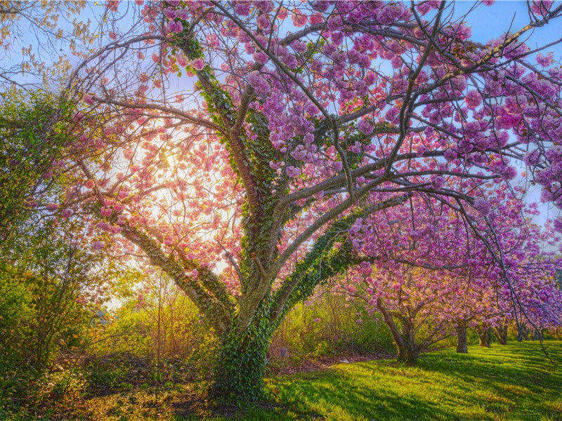 柳条折尽花飞尽,借问行人归不归出处翻译赏析