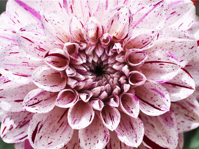 人生自古谁无死,留取丹心照汗青出处翻译赏析