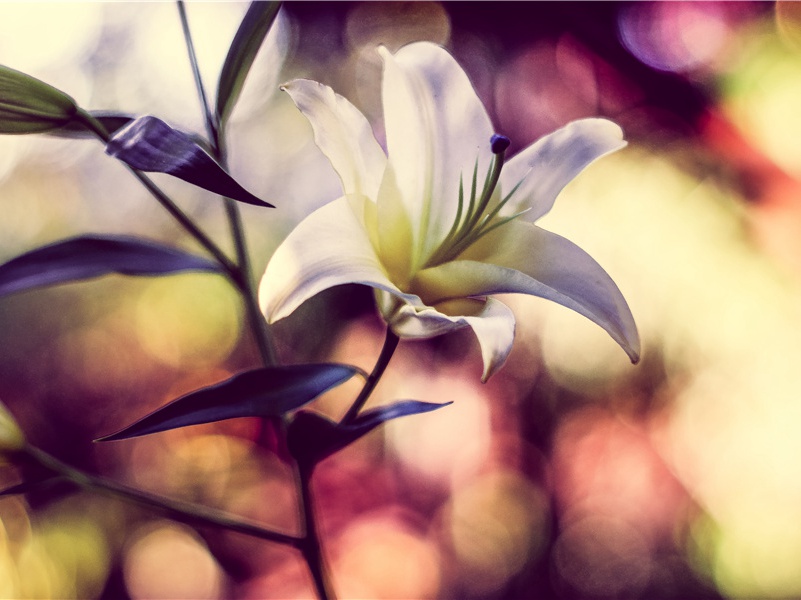 辛苦遭逢起一经,干戈寥落四周星出处意思赏析