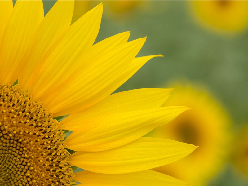 陈继儒《牡丹亭题词》原文鉴赏