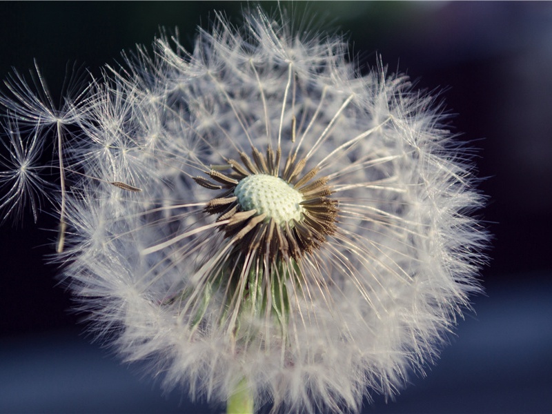 或从十五北防河,便至四十西营田的出处意思赏析