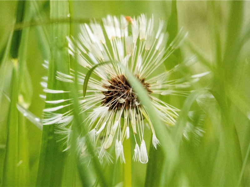 金鞍玉勒寻芳客,未信我庐别有春出处意思赏析