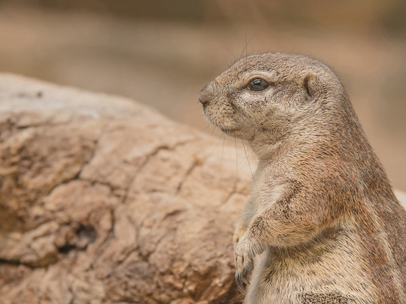 天清一雁远,海阔孤帆迟出处翻译赏析