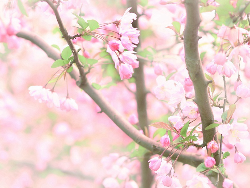 《戏为六绝句》其四·才力应难跨数公,凡今谁是出群雄)古诗赏析-杜甫古诗