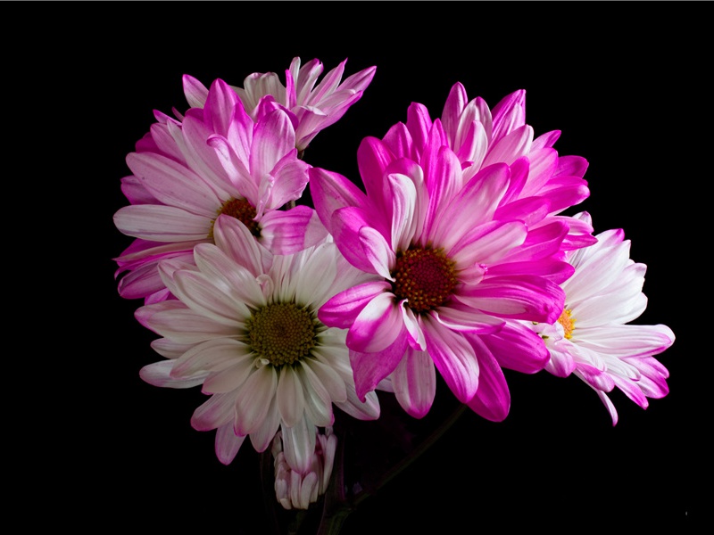 重铸锄犁作斤,姑舂妇担去轮官,输官不足归卖屋出处翻译赏析