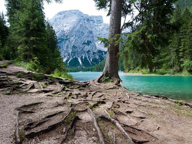 白头宫女在,闲坐说玄宗出处意思赏析