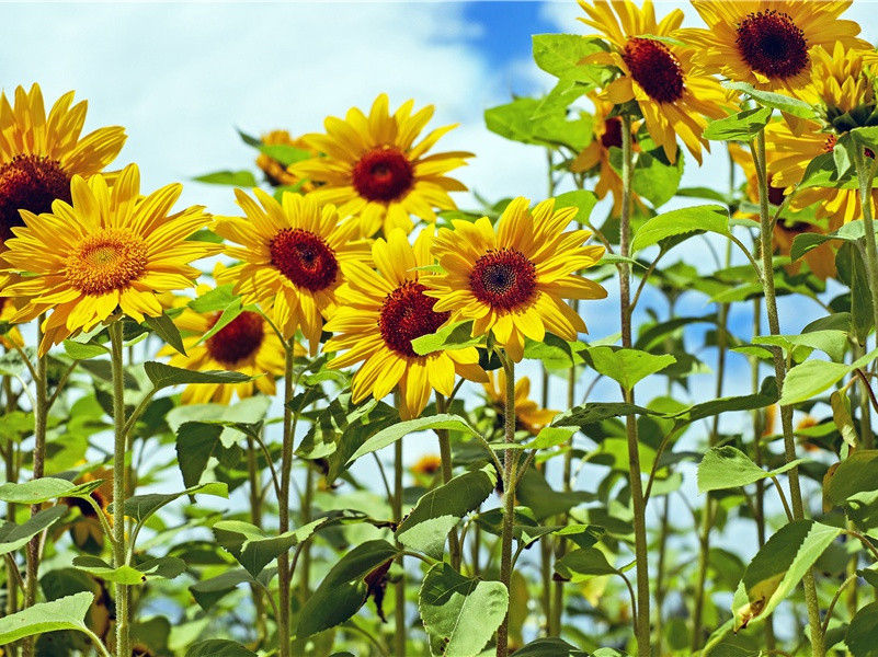 月落乌啼霜满天,江枫渔火对愁眠的出处意思赏析