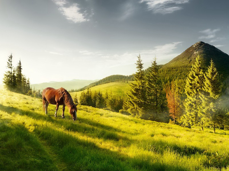 鼙鼓动时雷隐隐,兽头凌处雪微微出处翻译赏析