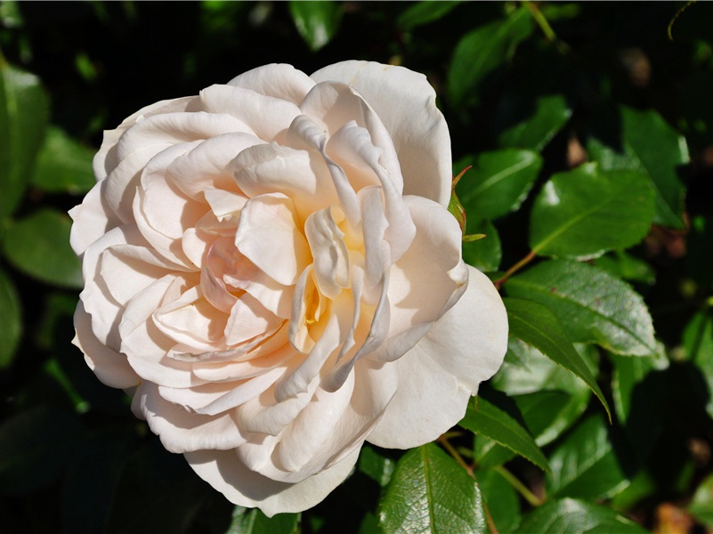 梧桐真不甘衰谢,数叶迎风尚有声出处意思赏析(新)