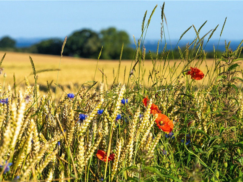 一叫一回肠一断,三春三月忆三巴出处意思赏析
