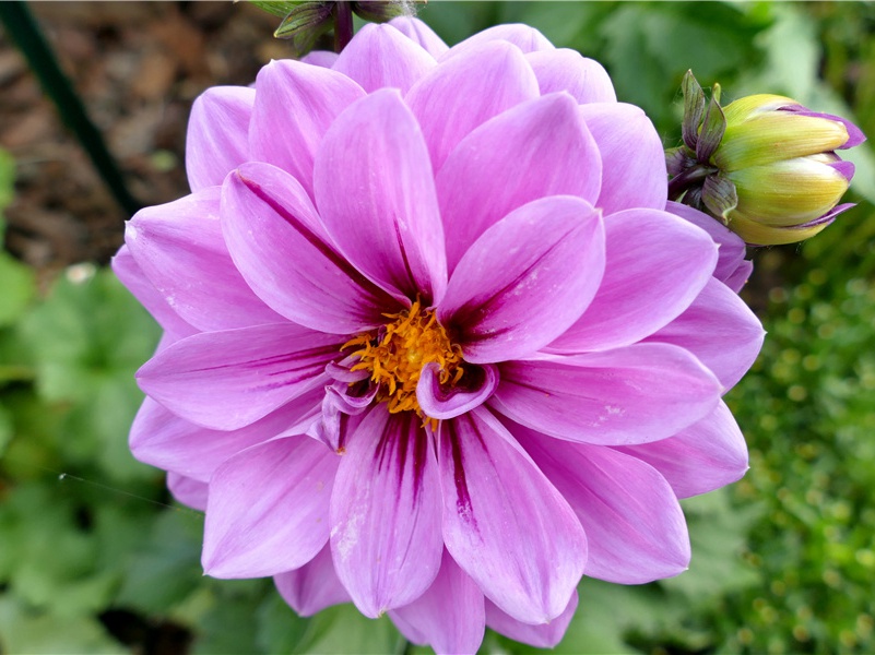 念寒蛩残梦,归鸿心事,那听江村夜笛出处意思赏析