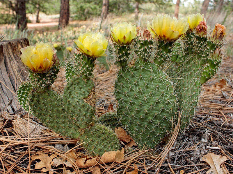 吏呼一何怒!妇啼一何苦的意思出处赏析