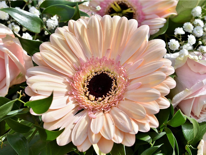 病枕经年卧沃洲,满庭枫叶又吟秋出处意思赏析