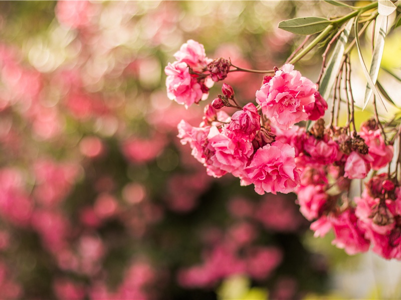 骋望因高云外尽,乡关回首愧烟萝出处意思赏析