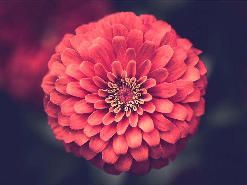 《登楼》古诗翻译赏析-杜甫古诗