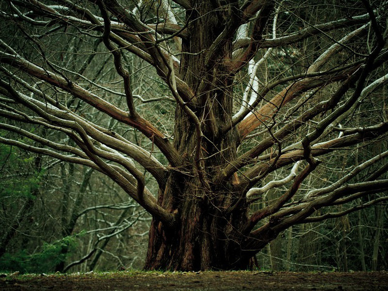 《赠卫八处士》古诗翻译赏析-杜甫古诗
