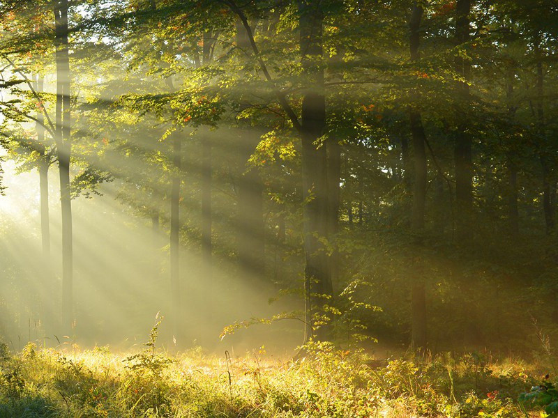 玉屏风冷愁人,醉烂漫,梅花翠云出处意思赏析