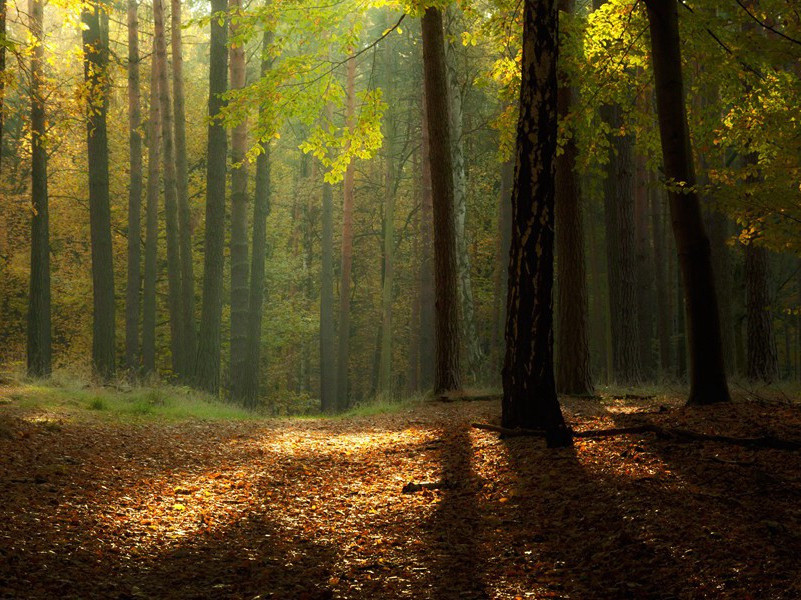 眇眇孤舟逝,绵绵归思纡出处意思赏析