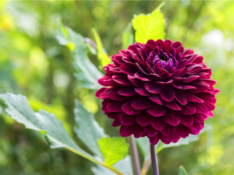 频动横波娇不语,等闲教见小儿郎出处意思赏析