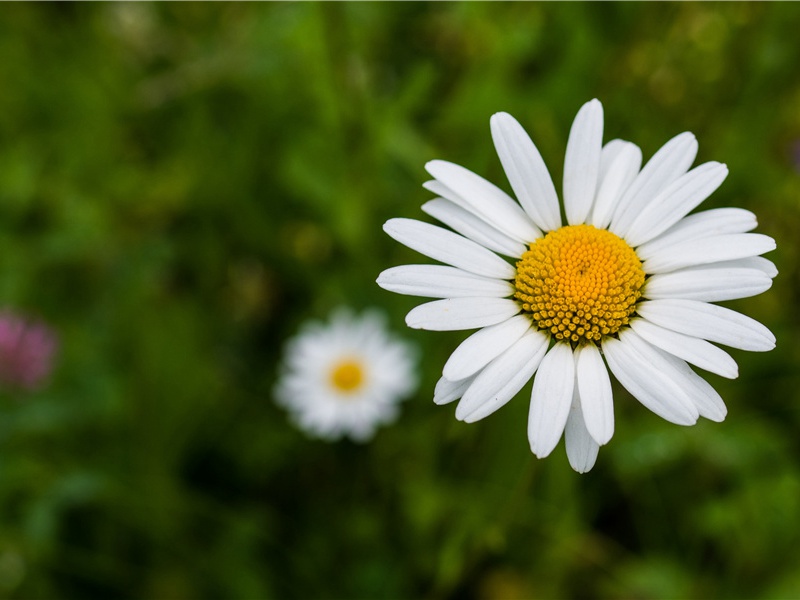 诚知此恨人人有,贫贱夫妻百事哀出处意思赏析