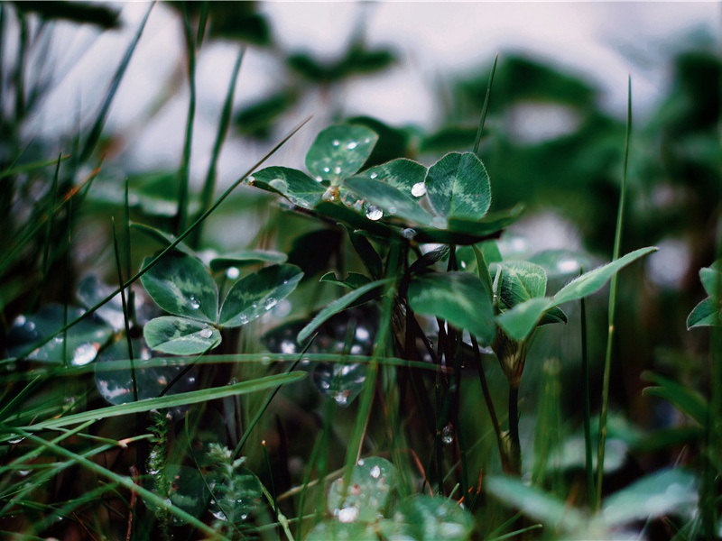 剑外忽传收蓟北,初闻涕泪满衣裳出处意思赏析