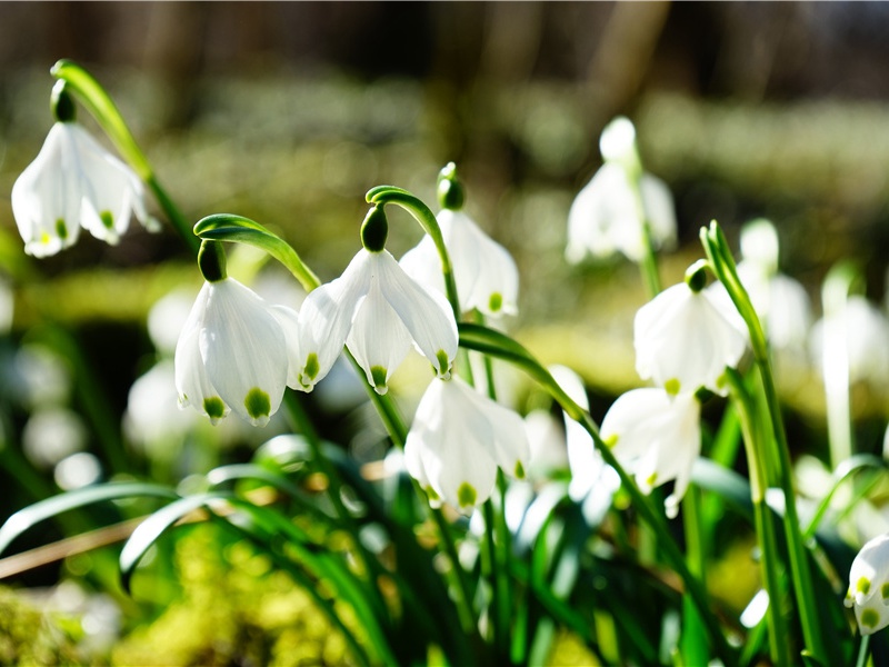 遥见仙人彩云里,手把芙蓉朝玉京的出处意思赏析