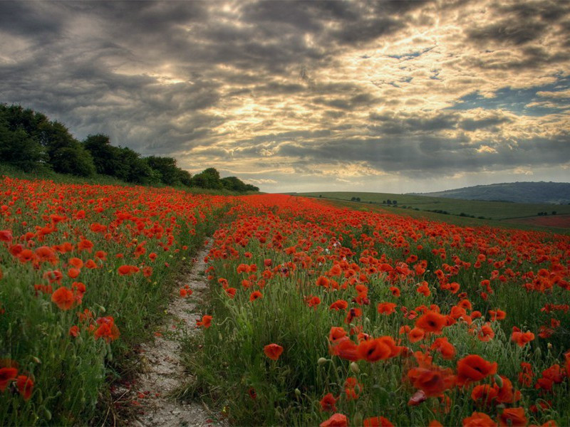 《采桑子·年年才到花时候》原文,宋)佚名古诗