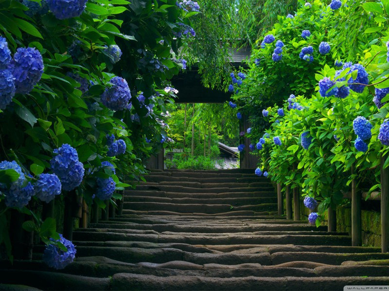 《偶然作》古诗赏析-王维古诗