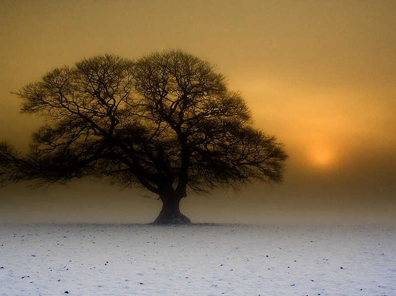 凉风起天末,君子意如何出处意思赏析