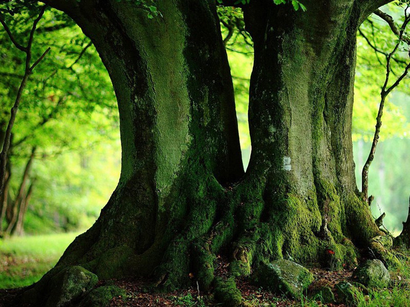 《无家别》古诗翻译赏析-杜甫古诗
