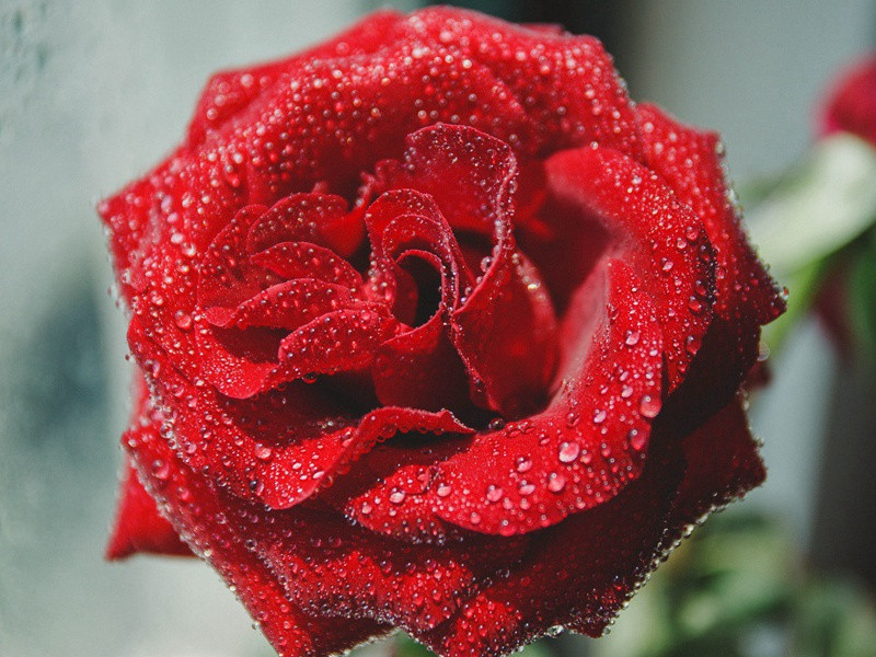 亲朋无一字,老病有孤舟的出处意思赏析