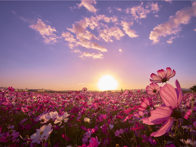 岱宗夫如何?齐鲁青未了的出处意思赏析