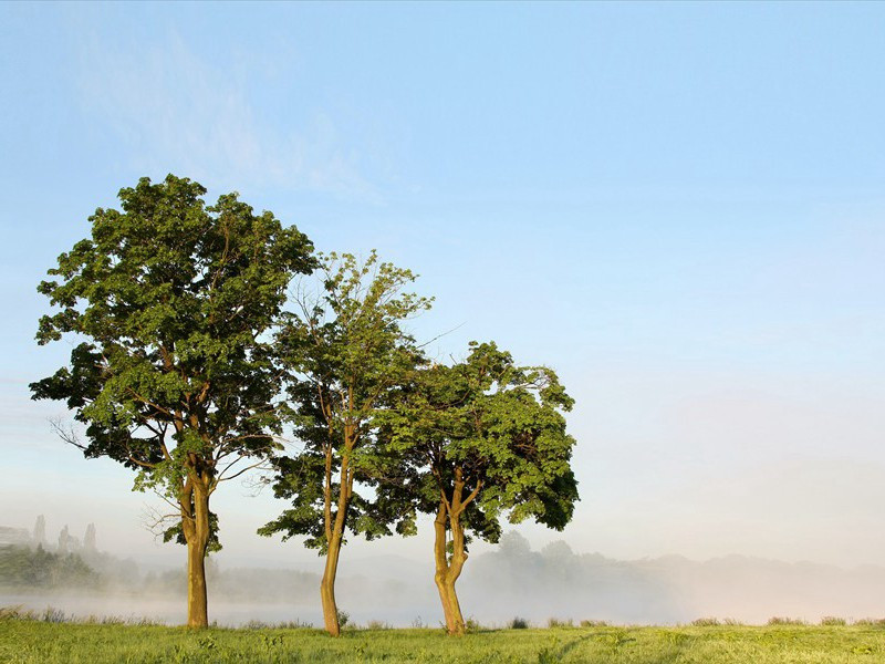 蓬门未识绮罗香,拟托良媒亦自伤出处意思赏析