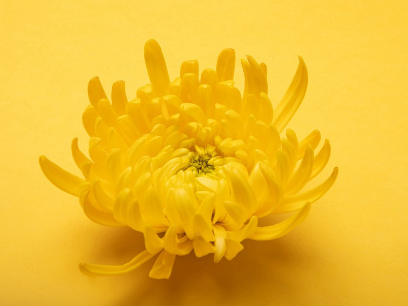 花市无尘,朱门如绣,娇云瑞雾笼星斗出处意思赏析