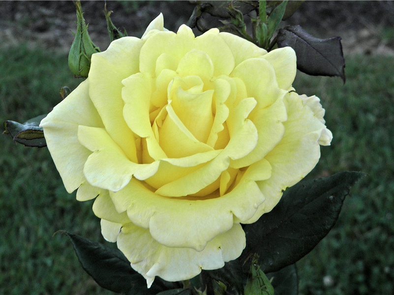 娶妻无媒毋须恨,书中有女颜如玉出处翻译赏析