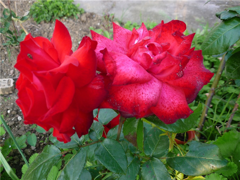 正是江南好风景,落花时节又逢君名句出处赏析故事