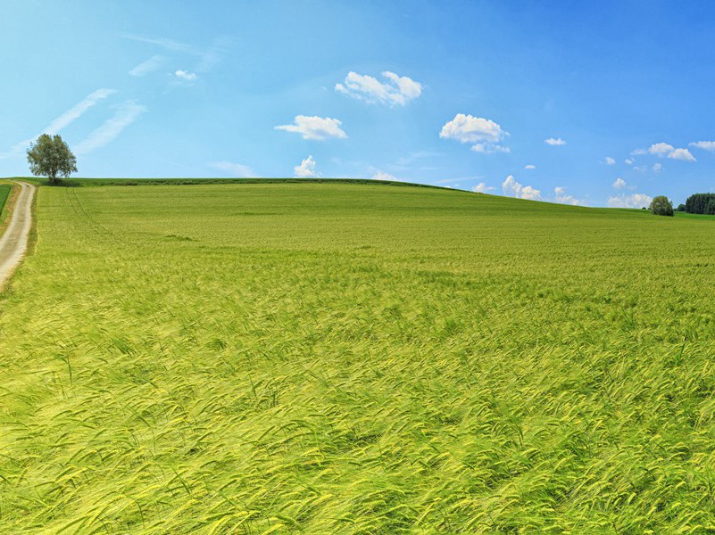 《清平乐·宫怨》原文,宋)黄昇古诗