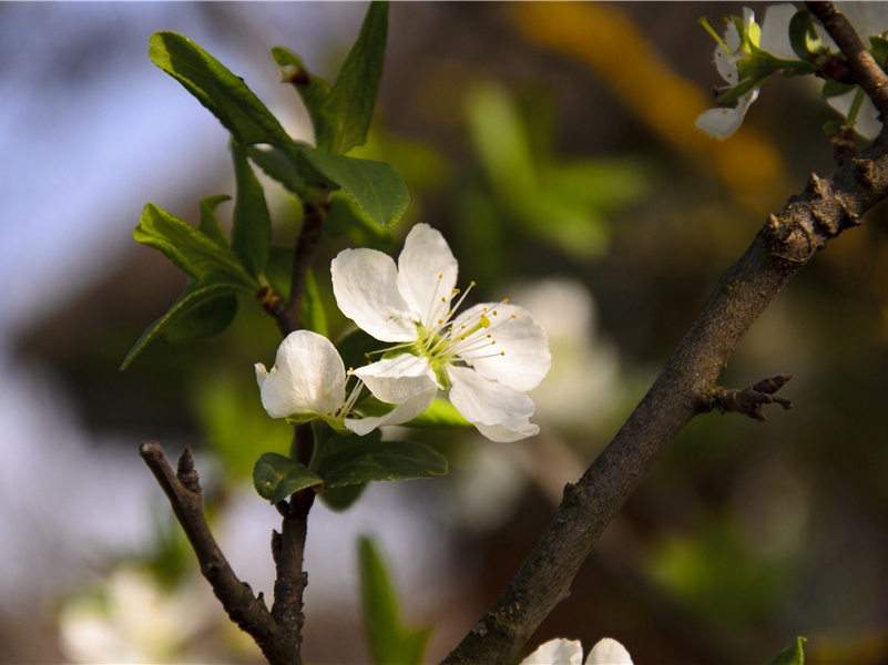 乘风瞥然去,万里黄河翻出处意思赏析