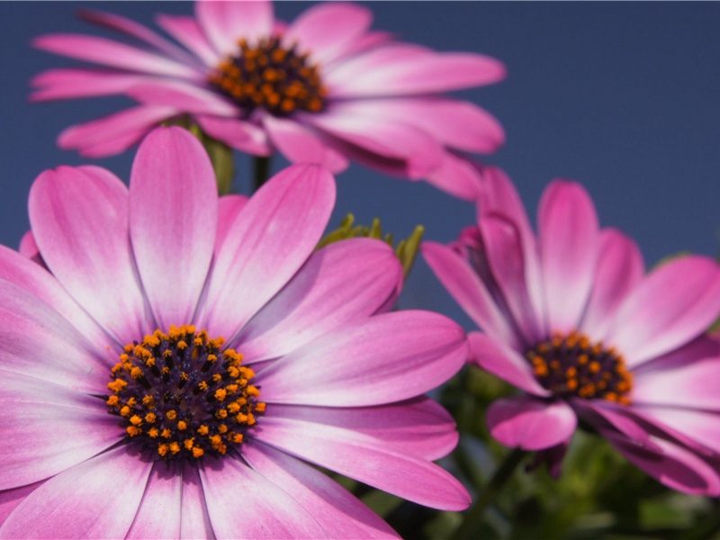 娶妻无媒毋须恨,书中有女颜如玉出处意思赏析