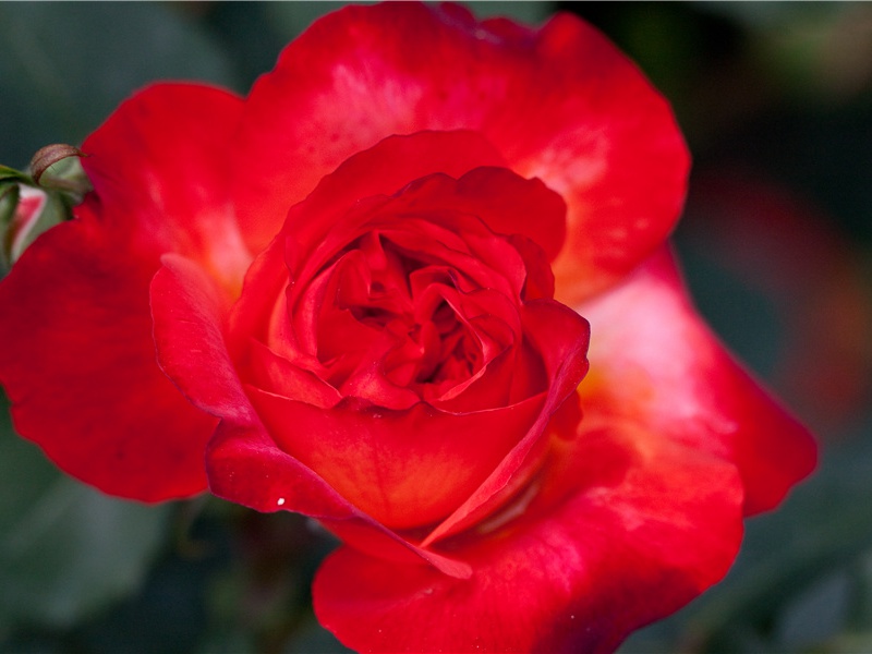 此曲只应天上有,人间能得几回闻的出处意思赏析