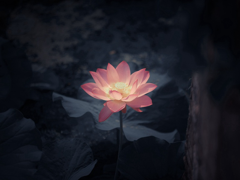 竹屿见垂钓,茅斋闻读书出处意思赏析