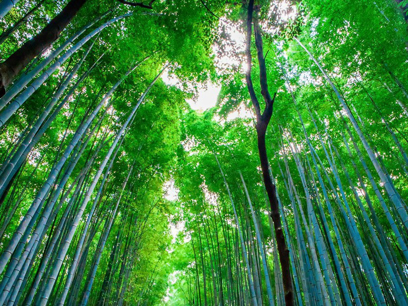 绿竹入幽径,青萝拂行衣出处意思赏析(新)