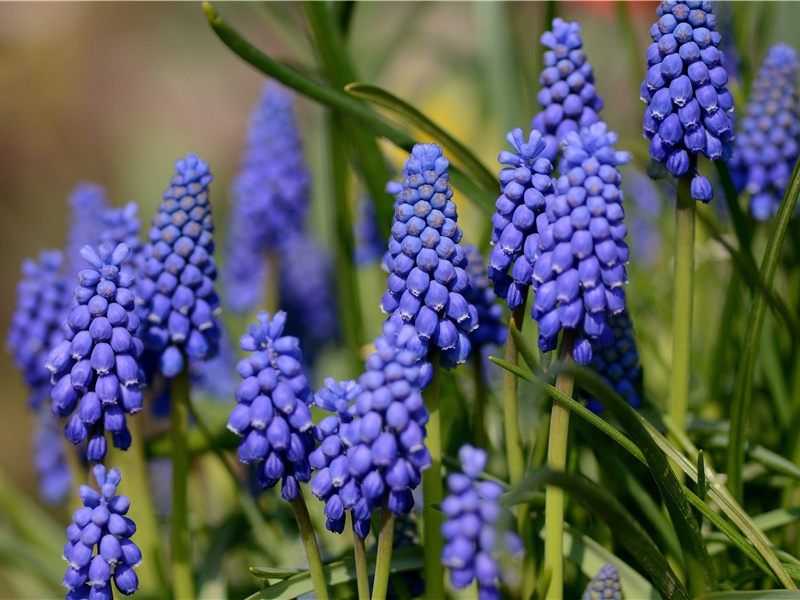 久为簪组累,幸此南夷谪的意思出处赏析