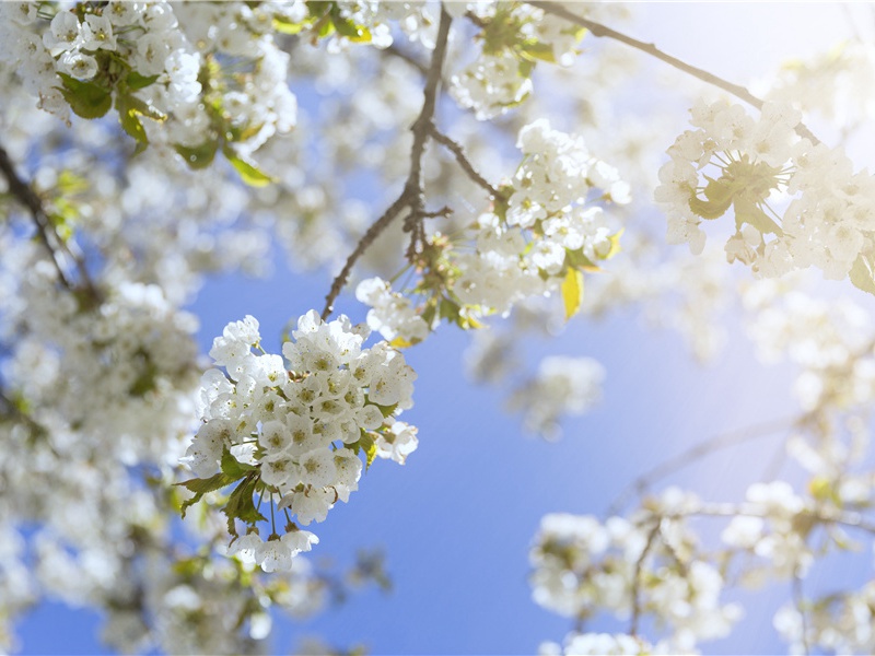 波澜誓不起,妾心井中水名句出处赏析故事